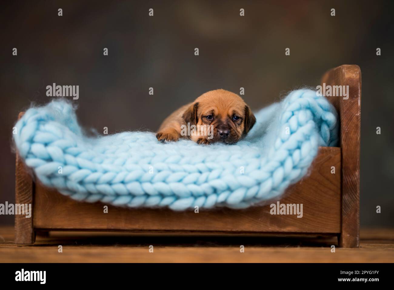 Cute puppy dog sleeping in its bed Stock Photo - Alamy