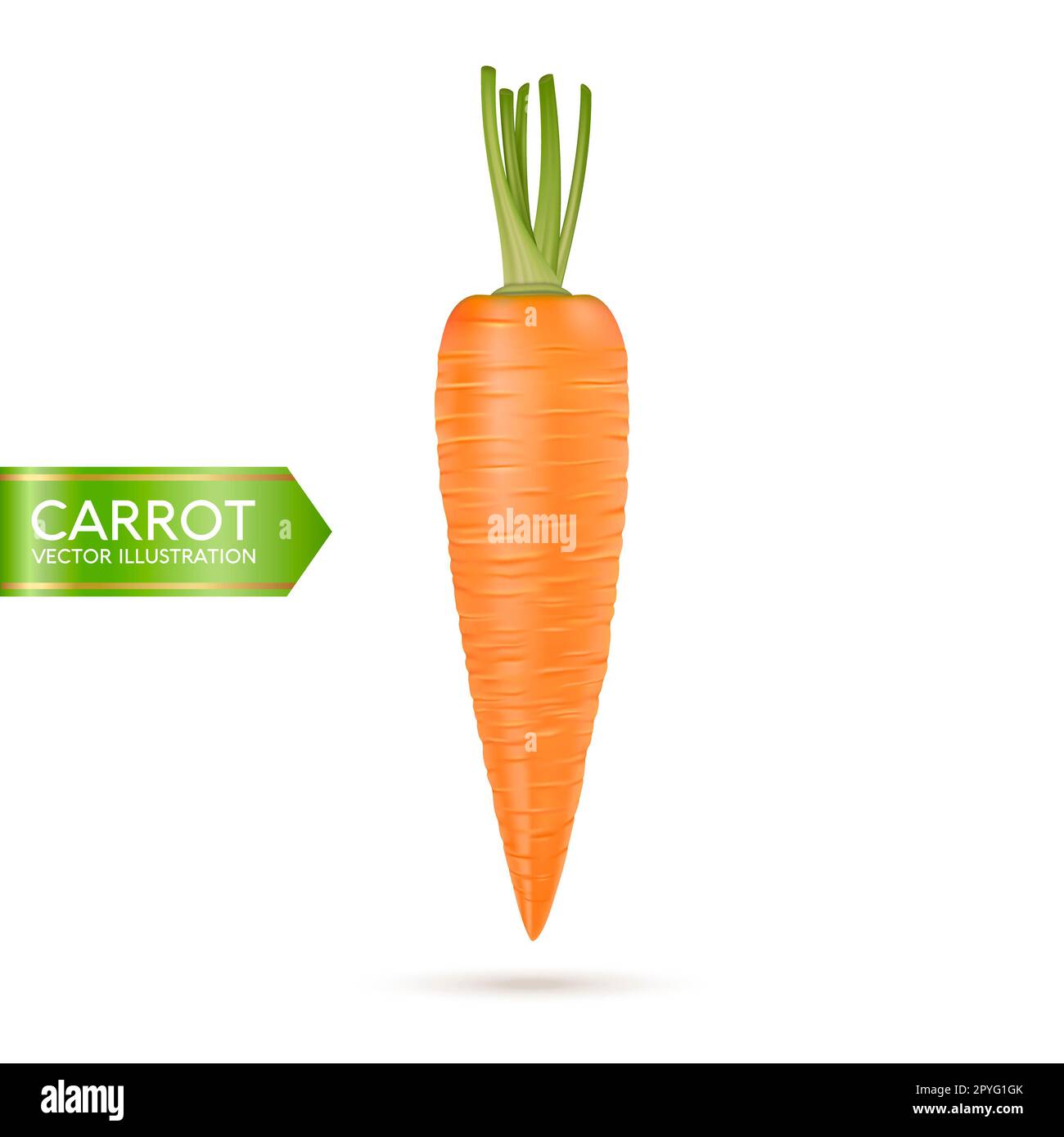 Realistic Vector Carrot Icon Isolated On White Background Design Template Eps Illustration