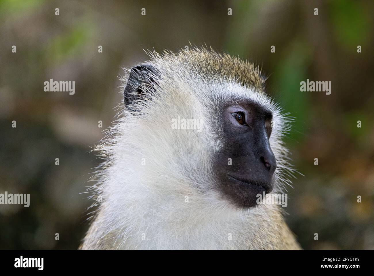 A close-up photo of a Vervet Monkey's face, capturing its expressive features and stunning fur patterns Stock Photo