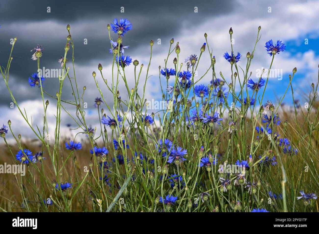 Cornflowers in field sky hi-res stock photography and images - Alamy