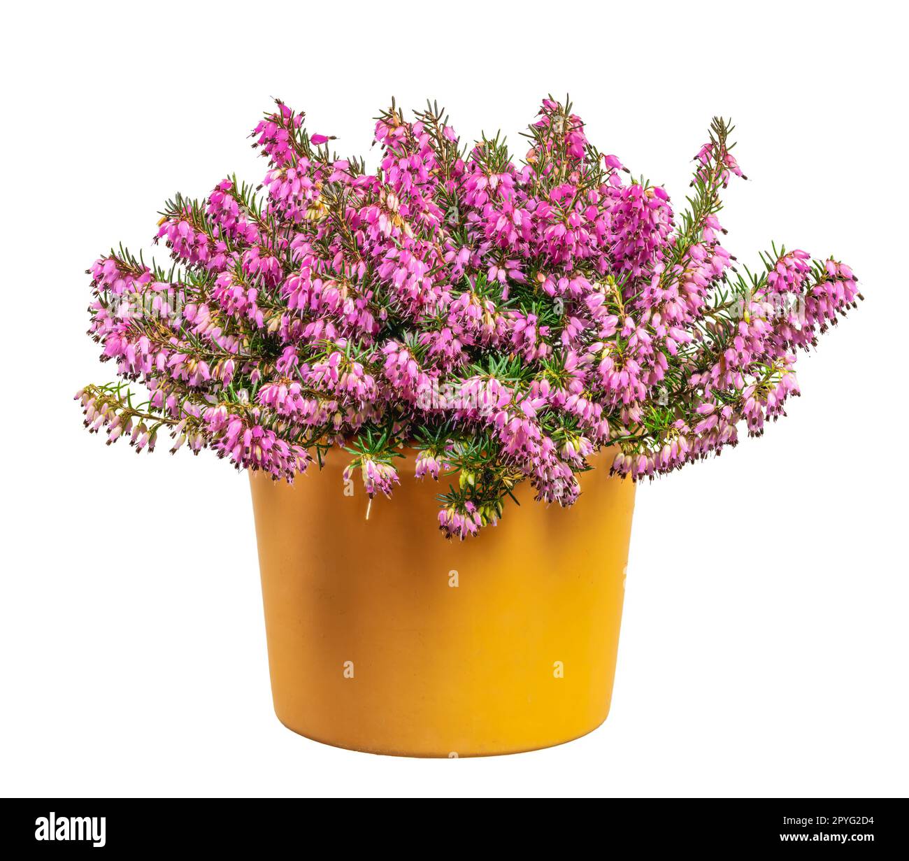 Bouquet of Heather Calluna Vulgaris, Erica, Ling Decorated Satin