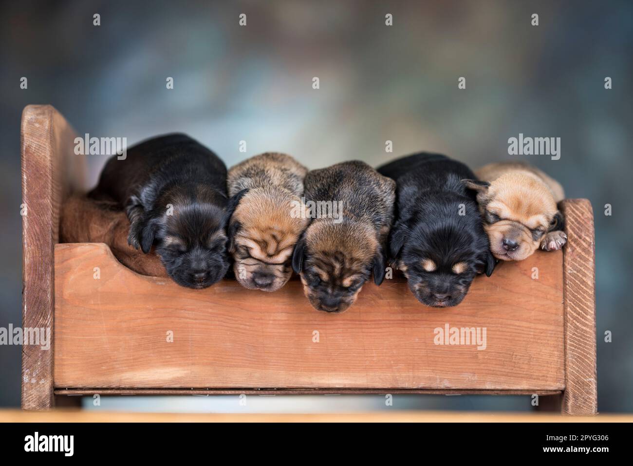 Little puppies sleeping in bed Stock Photo - Alamy