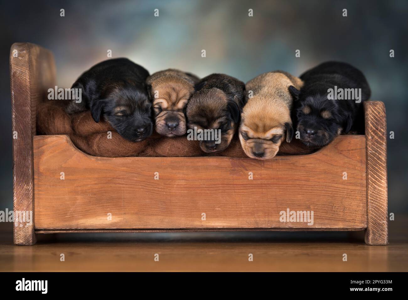 Little puppies sleeping in bed Stock Photo - Alamy