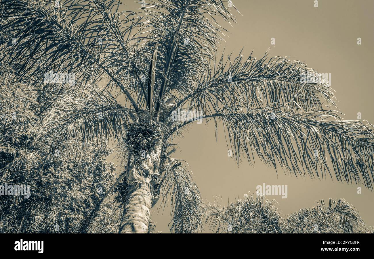 Crown of a palm tree in Cape Town South Africa Stock Photo Alamy