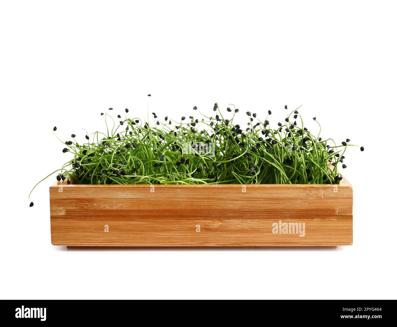 Wooden box with fresh micro green on white background Stock Photo - Alamy