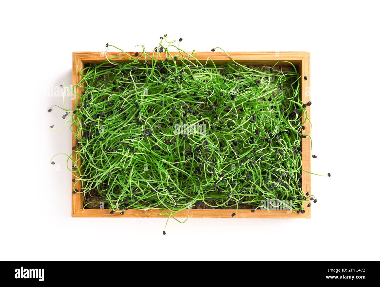 Wooden box with fresh micro green on white background Stock Photo - Alamy