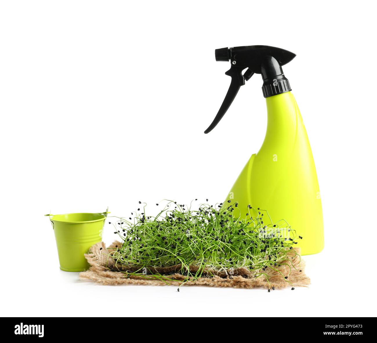 Fresh micro green, bucket and water spray on white background Stock