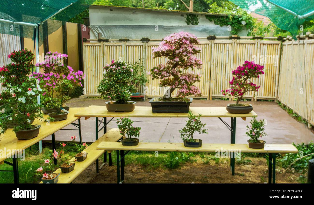 Delightful bonsai rhododendron trees (azaleas) in pink, red and white colors on tables  (prices match) Stock Photo