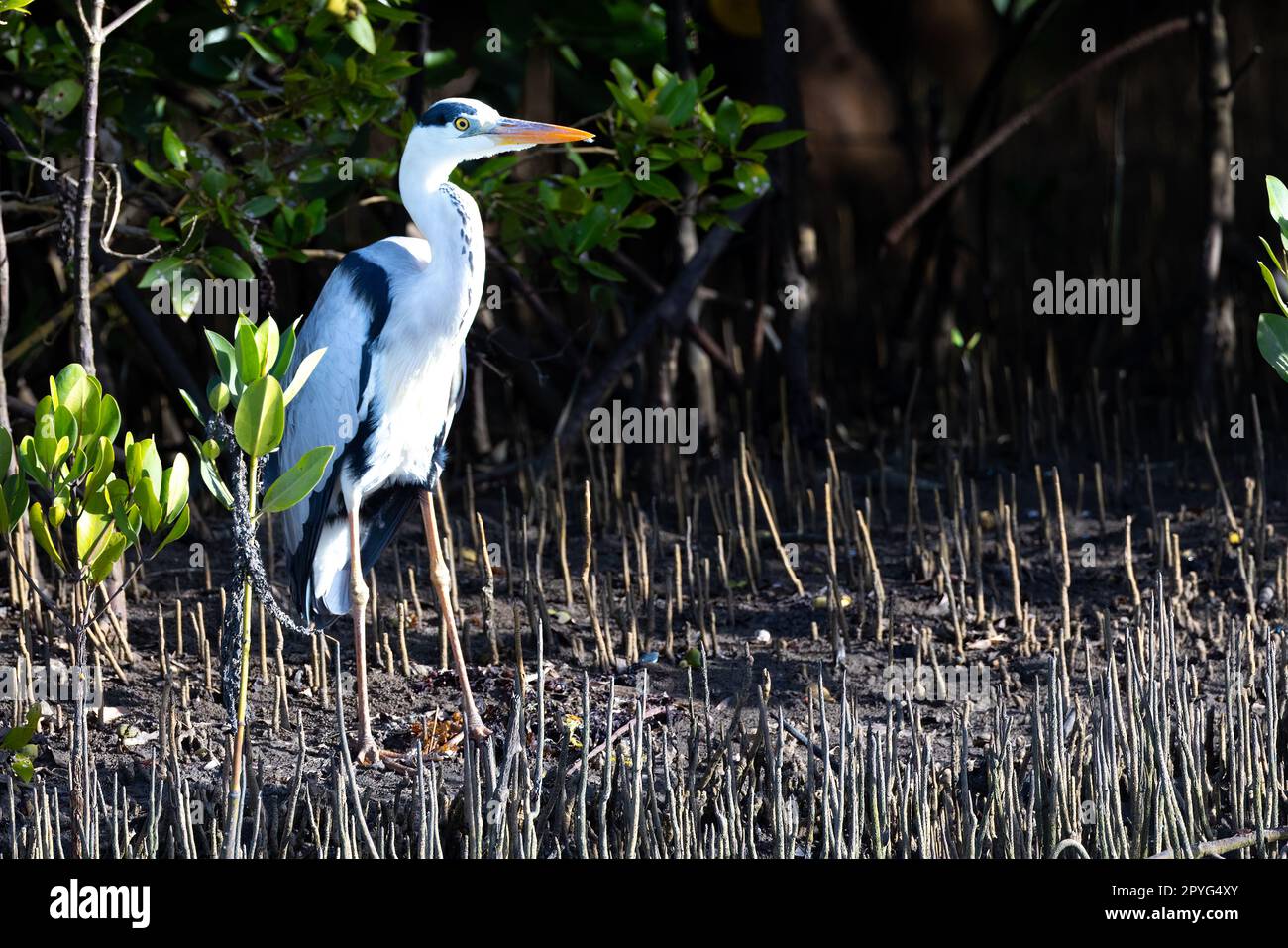 A beautiful great heron stands tall on the muddy bank of the Congo ...