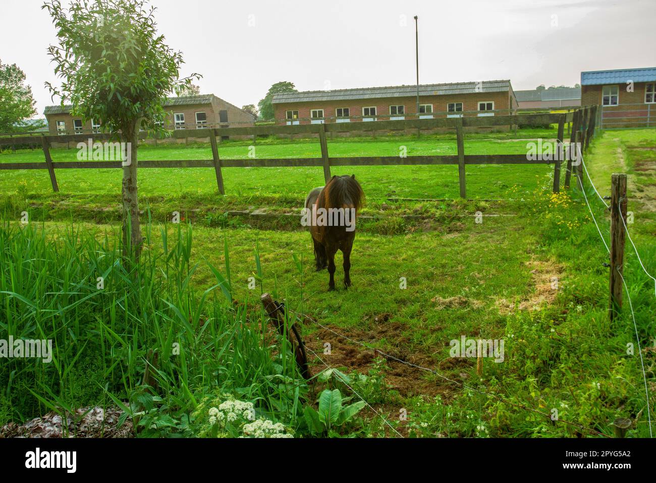 small furry horse in Netherlands and Belgium (popular) on farm. Horse meat is health meat