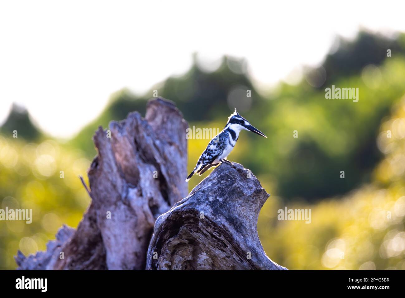 A beautiful black and white pied kingfisher bird sits on a weathered tree trunk, surveying the waters below, in Kenya Stock Photo