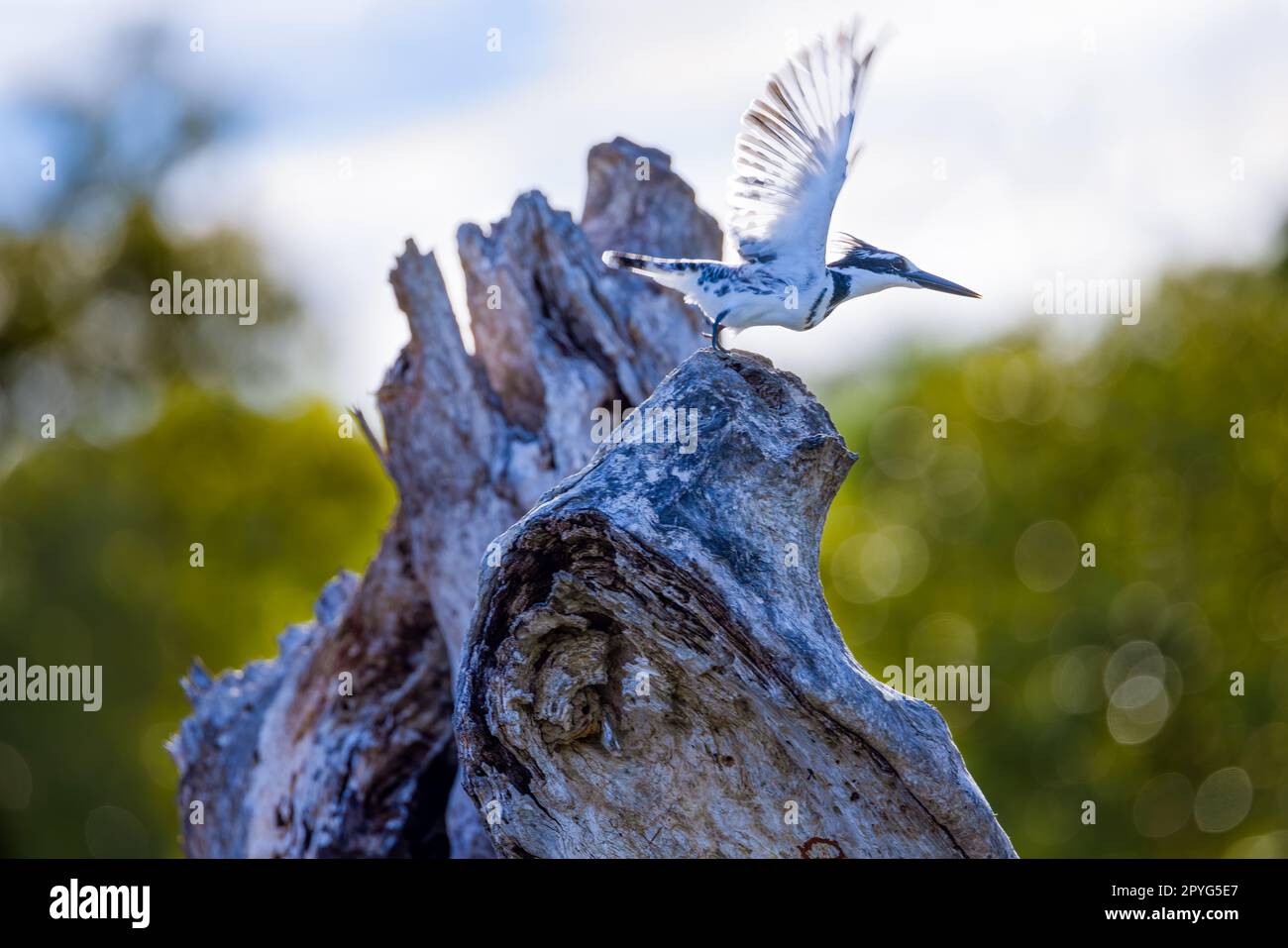 A beautiful pied kingfisher bird poised to take off from an old tree trunk, ready to soar over the Kenyan landscape Stock Photo
