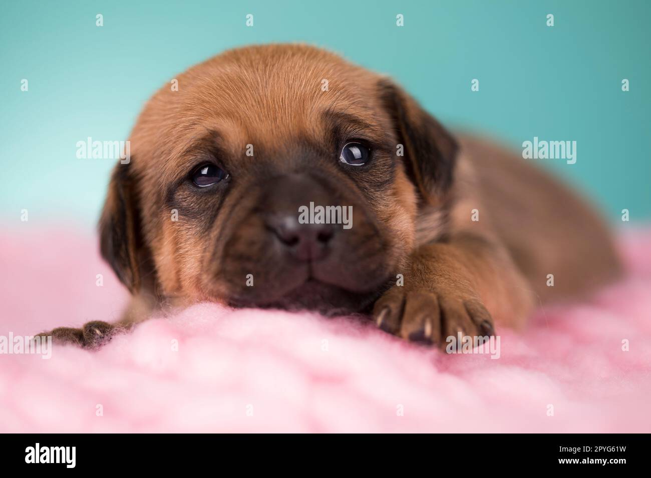 Sleeping dog in a on a blanket Stock Photo