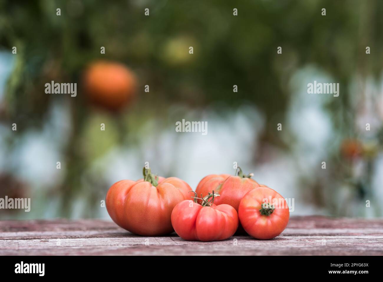 Red Tomatoes in a Greenhouse, organic food Stock Photo - Alamy