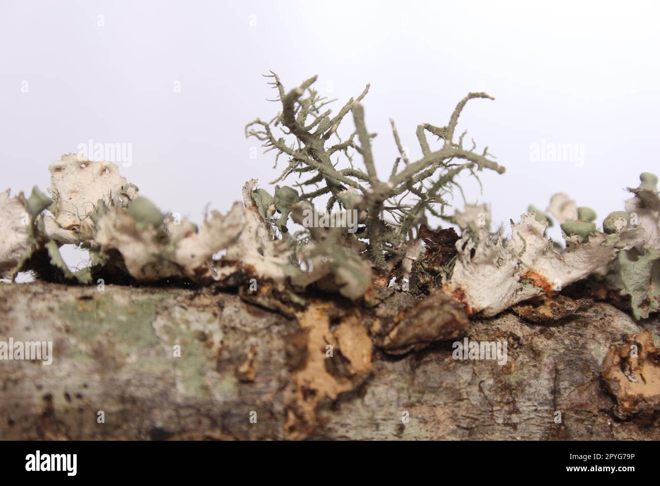 Lichen Tree Fungus Growing on Tree Branch in East Texas Stock Photo Alamy