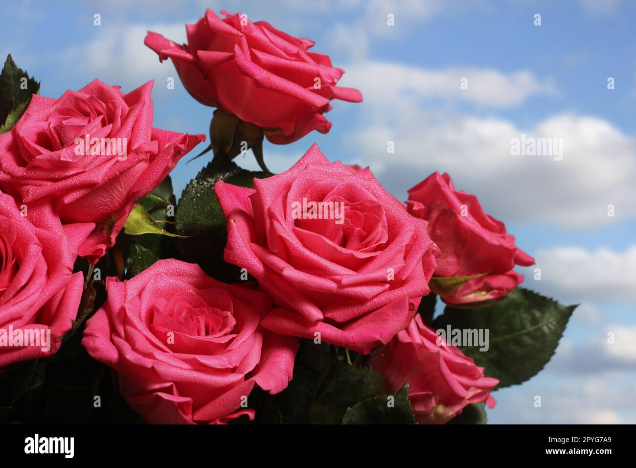 Bouquet of Fresh Pink Roses outdoors with blue sky in background Stock Photo