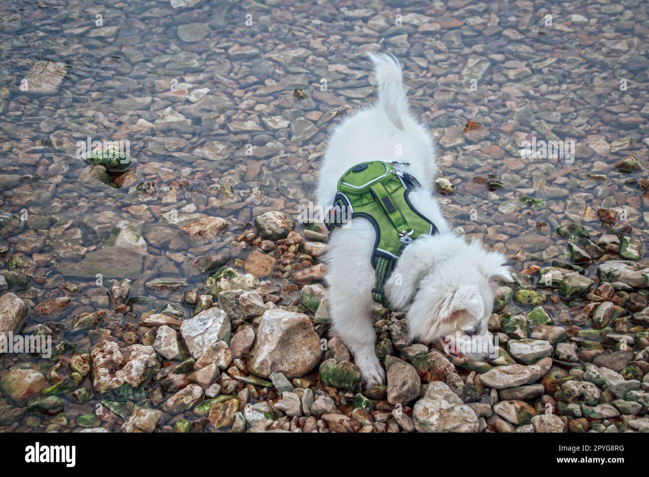 Fluffy white American Eskimo puppy with halter with tiny backpack playing in water and rocks at edge of river Stock Photo