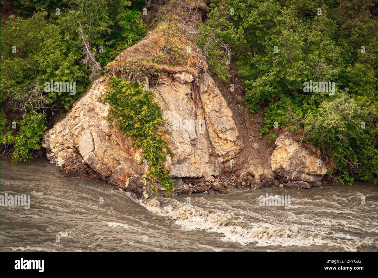 Pine trees growing upside down on huge boulder outcropping on rapidly flowing river through a pine forest Stock Photo