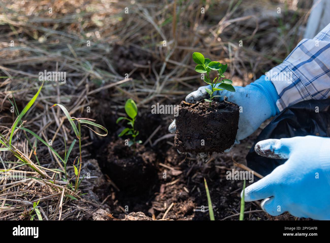 concept of hand planting trees increases oxygen and helps reduce global warming. Stock Photo