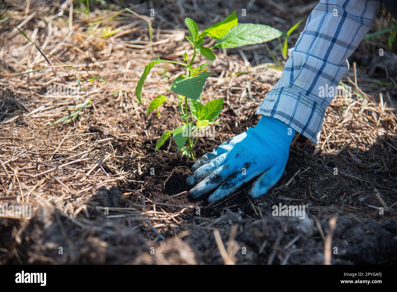 concept of hand planting trees increases oxygen and helps reduce global warming. Stock Photo