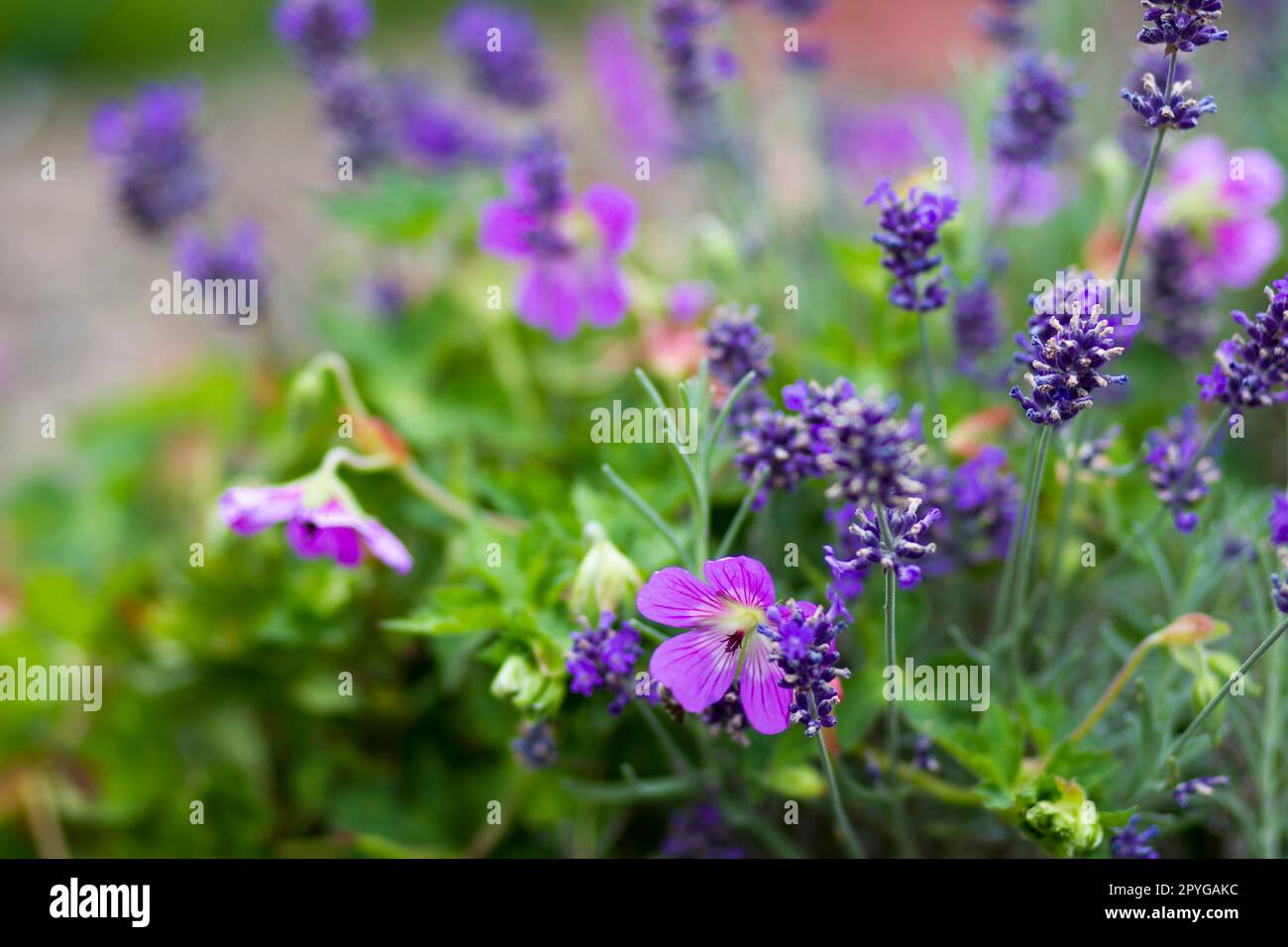 Lavender flowers soft focus hi-res stock photography and images - Alamy