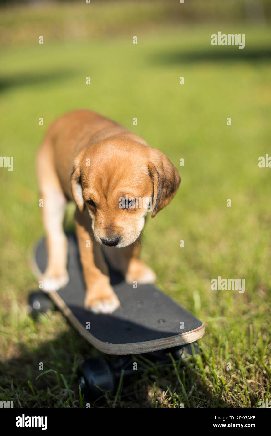 28 full sized supreme skateboard decks hi-res stock photography and images  - Alamy