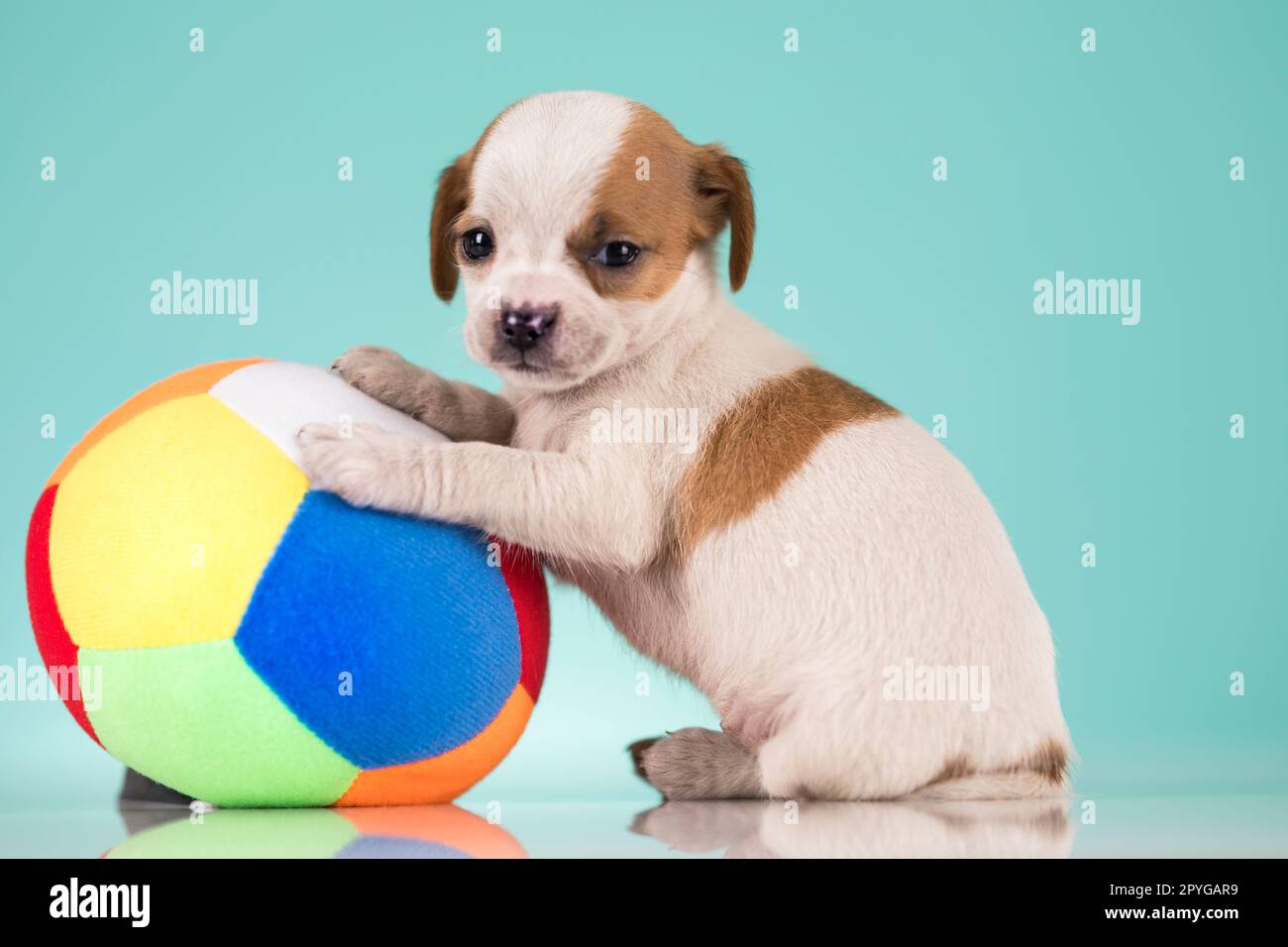 Puppy dog is playing with a ball Stock Photo - Alamy