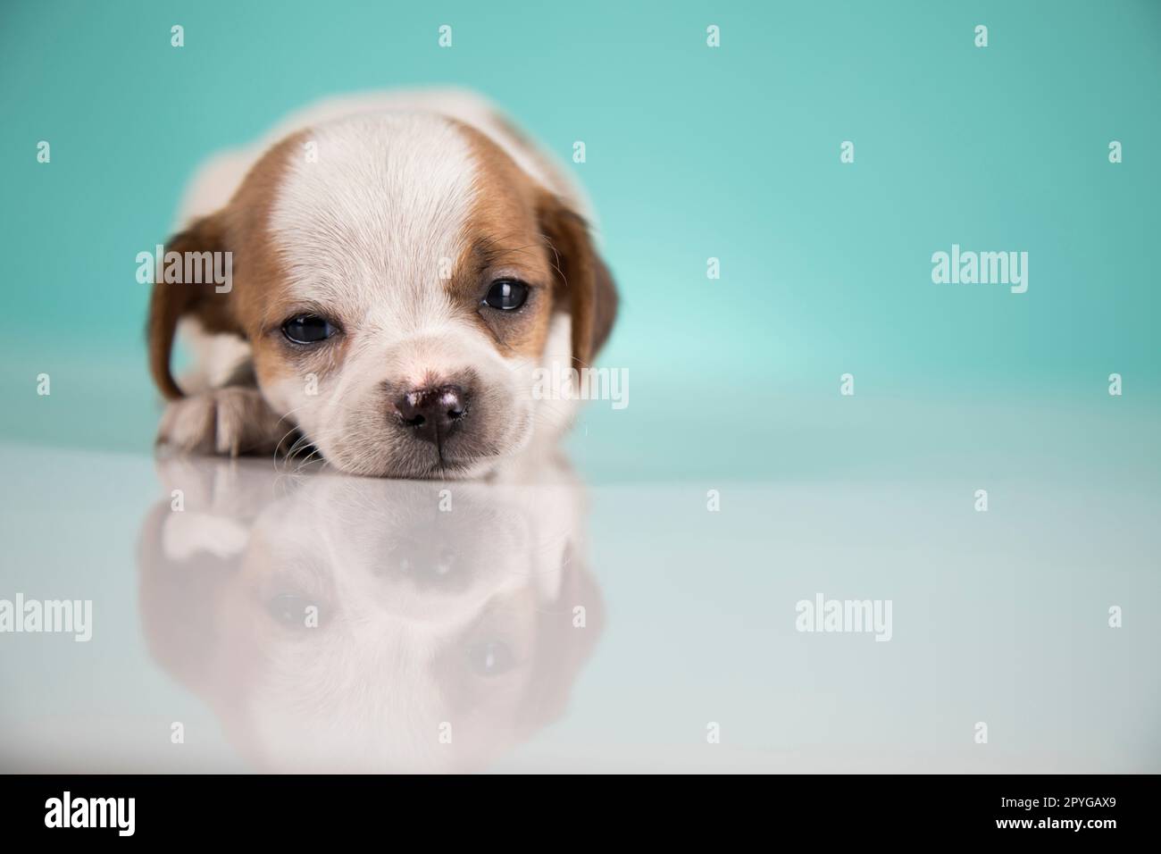Small happy dog are sleeping Stock Photo