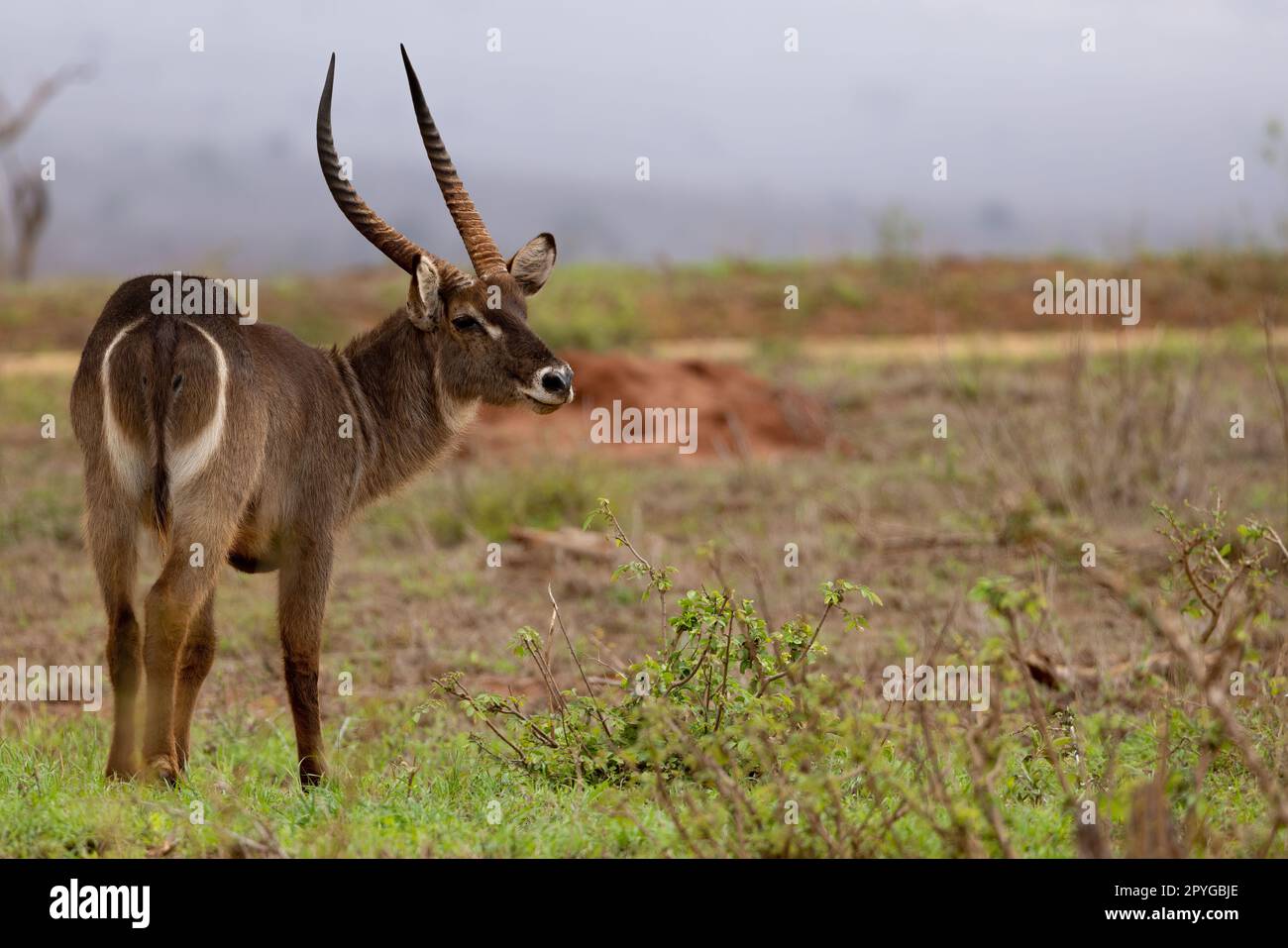 A close-up photo of a waterbuck standing on the dry savannah grass, looking off into the distance with its distinctive white ringed bottom and curved Stock Photo