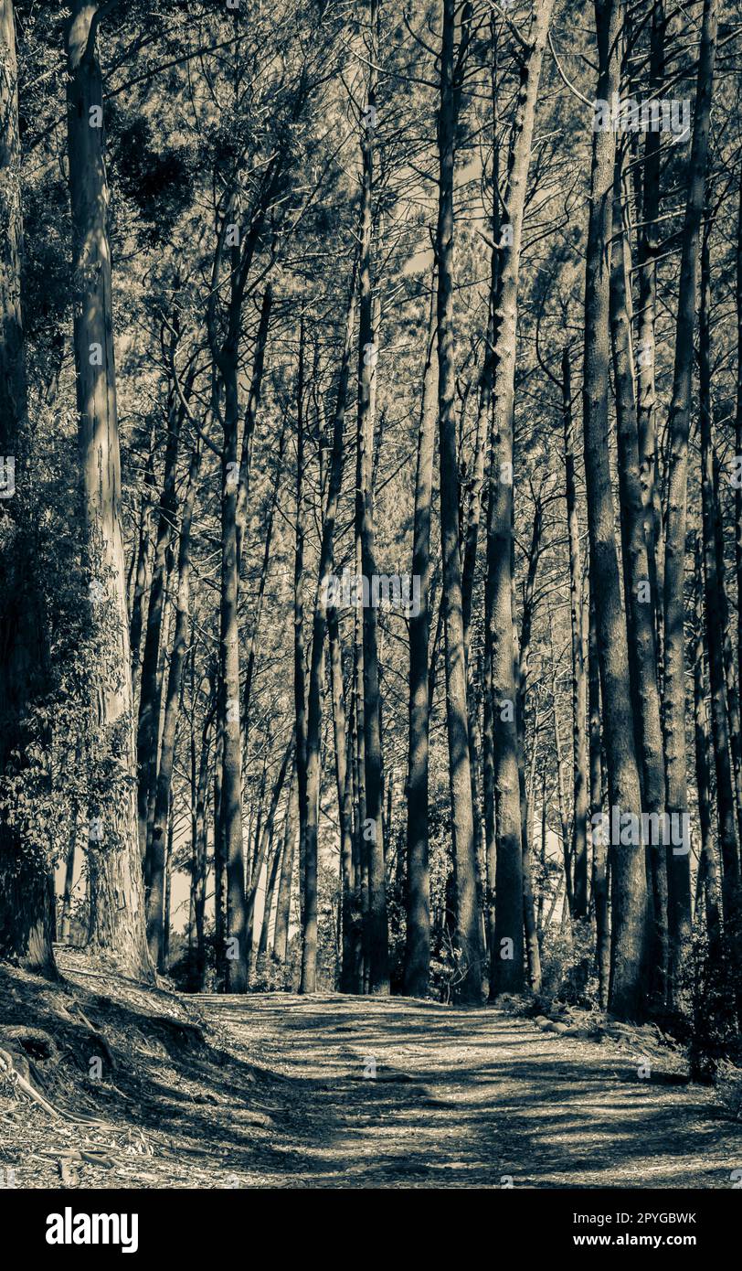 Big trees at the hiking trail Tablemoutain National Park. Stock Photo