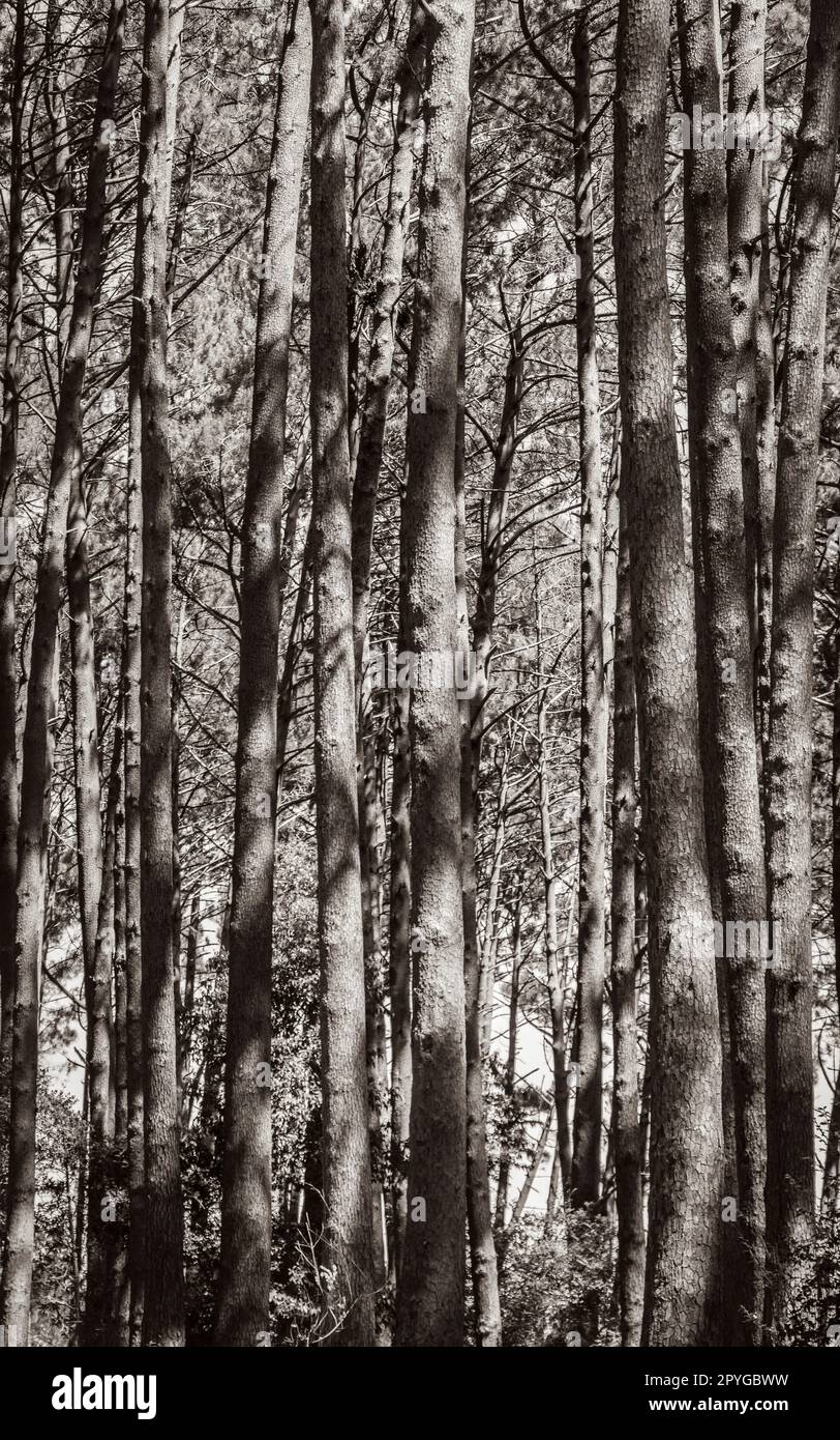 Trunks spruce pine fir coniferous trees Table Mountain National Park. Stock Photo