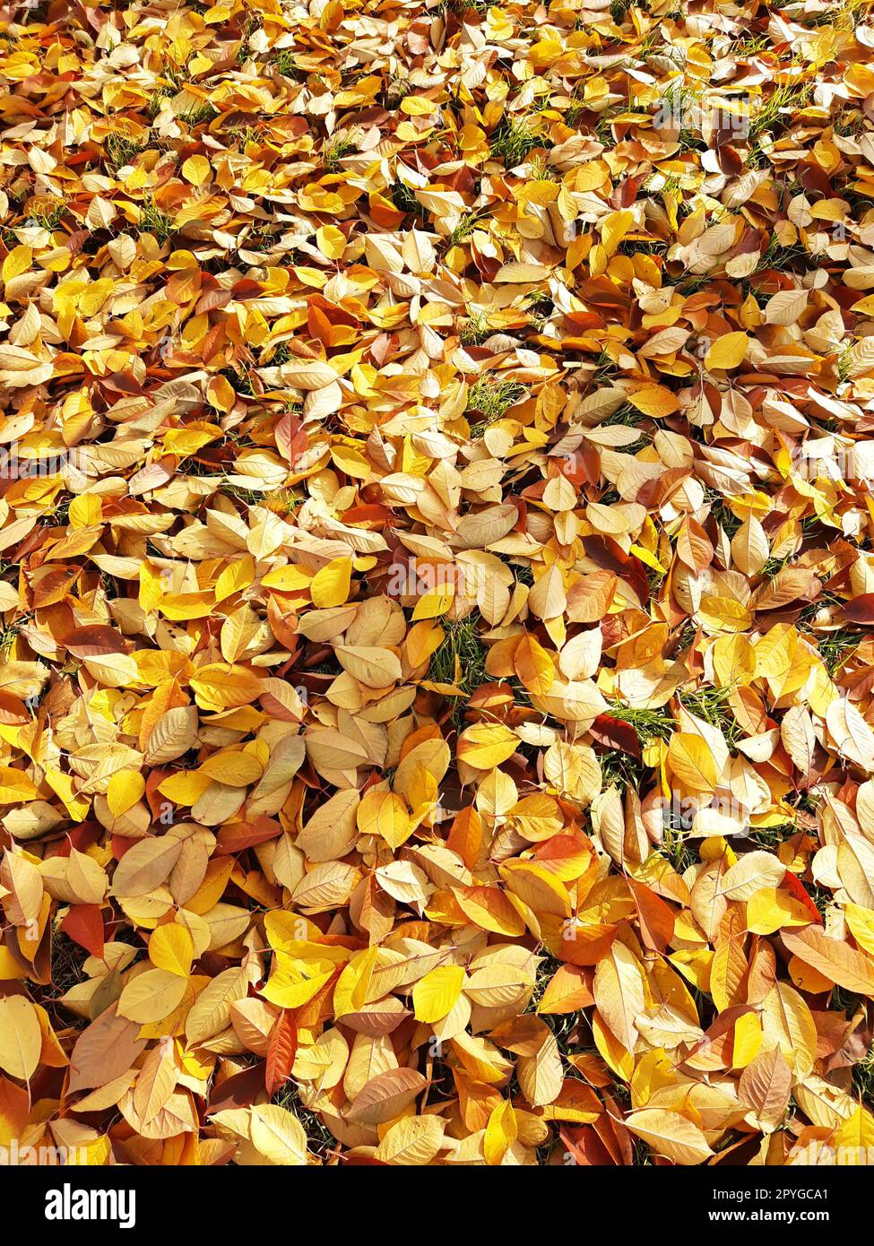 Autumn fallen yellow leaves on the ground in the park close-up Stock ...