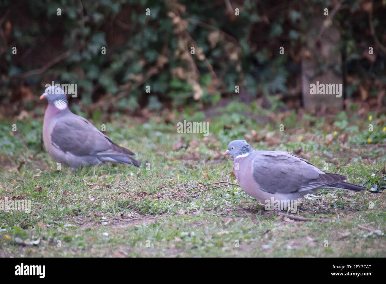 A pigeon in its urban environment Pigeons can be found in every Biology Diagrams