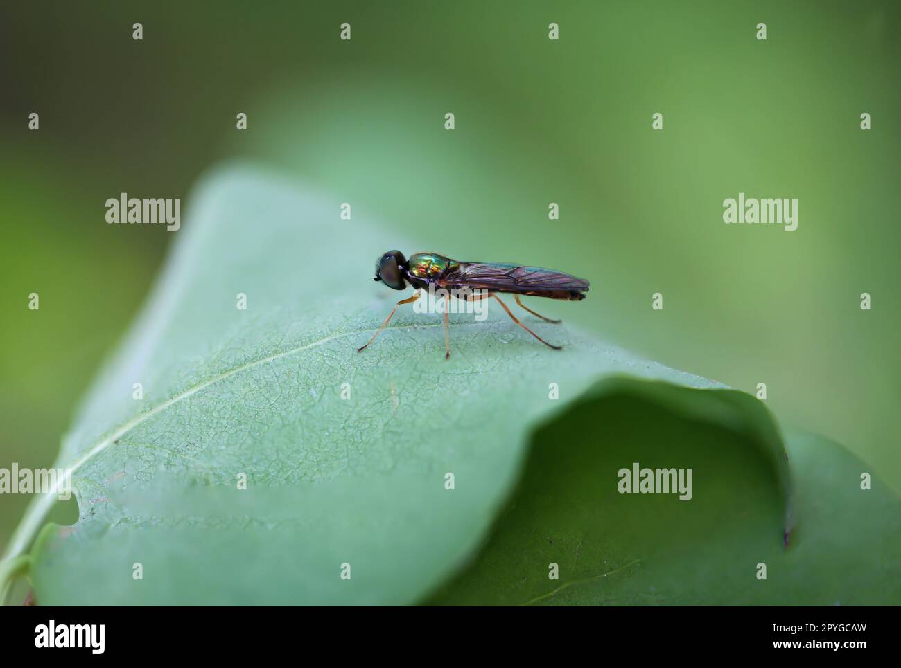 Bug eye hi-res stock photography and images - Alamy