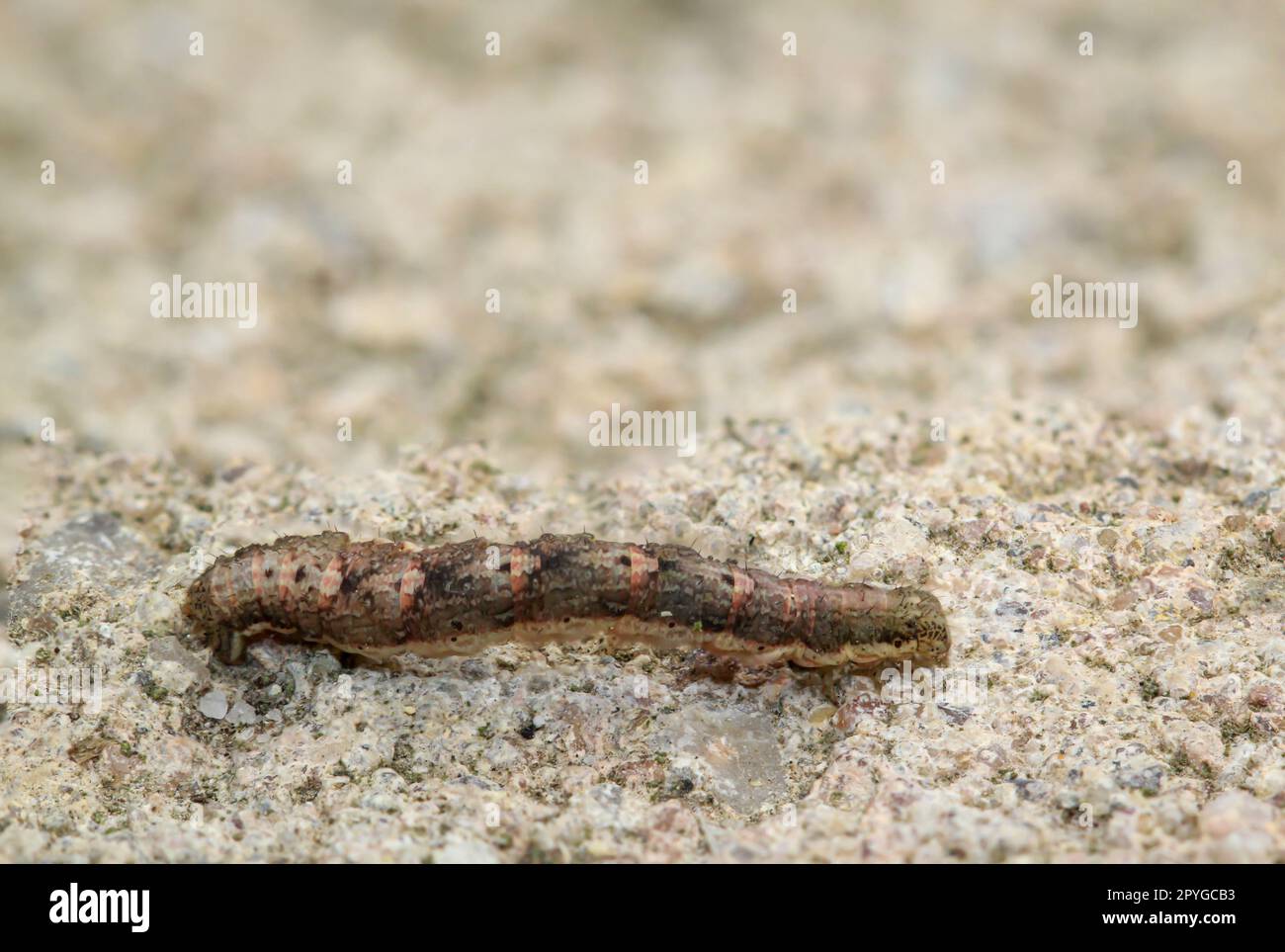 Close-up of a caterpillar of a snow moth, Phigalia pilosaria. Stock Photo