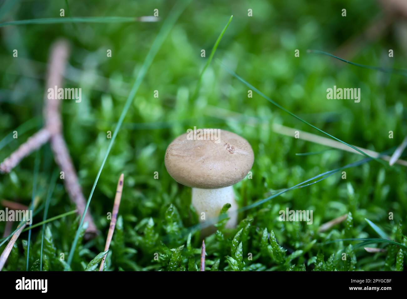 A mushroom well hidden and camouflaged between moss and grass. Stock Photo