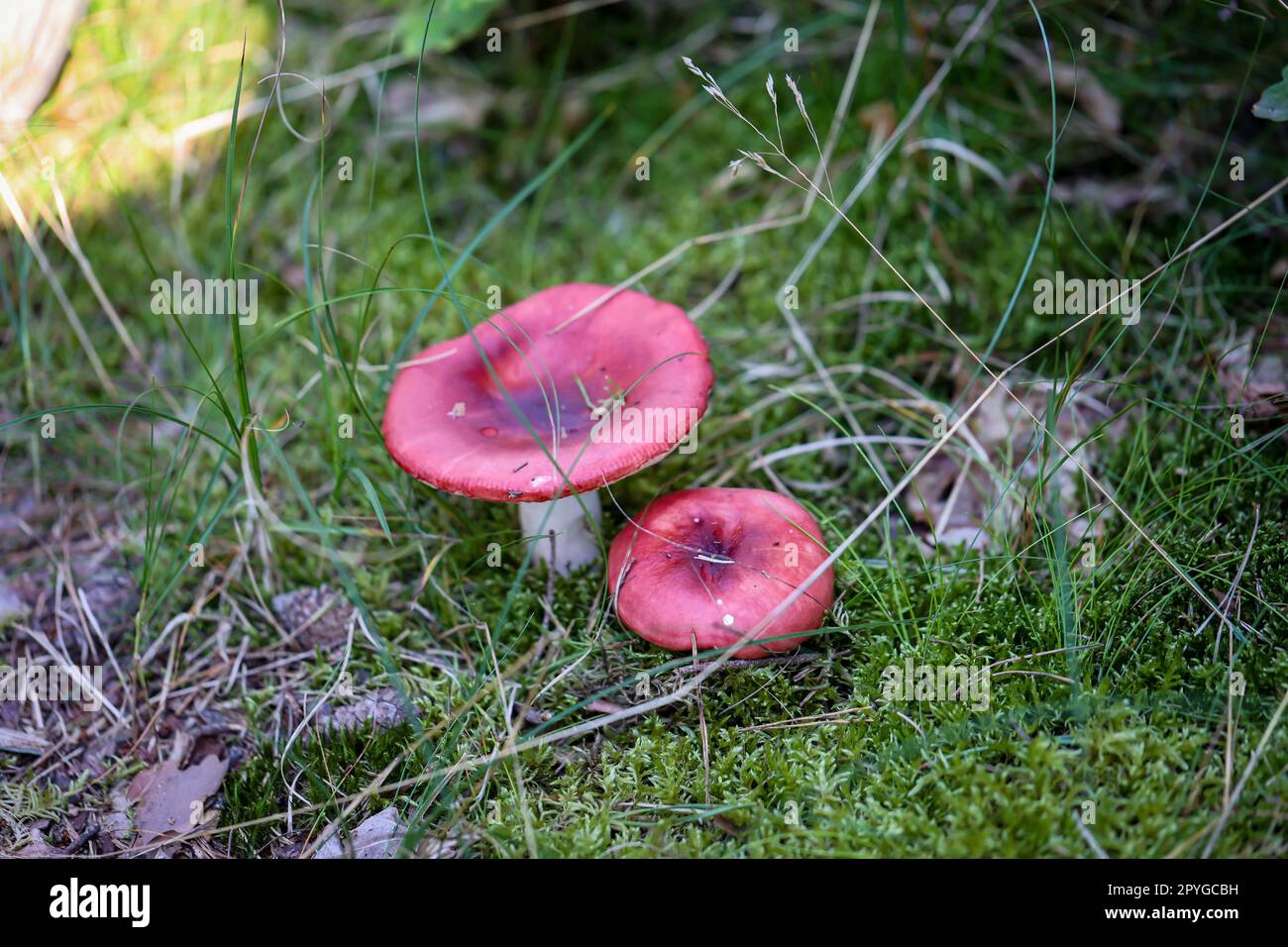 A mushroom well hidden and camouflaged between moss and grass. Stock Photo
