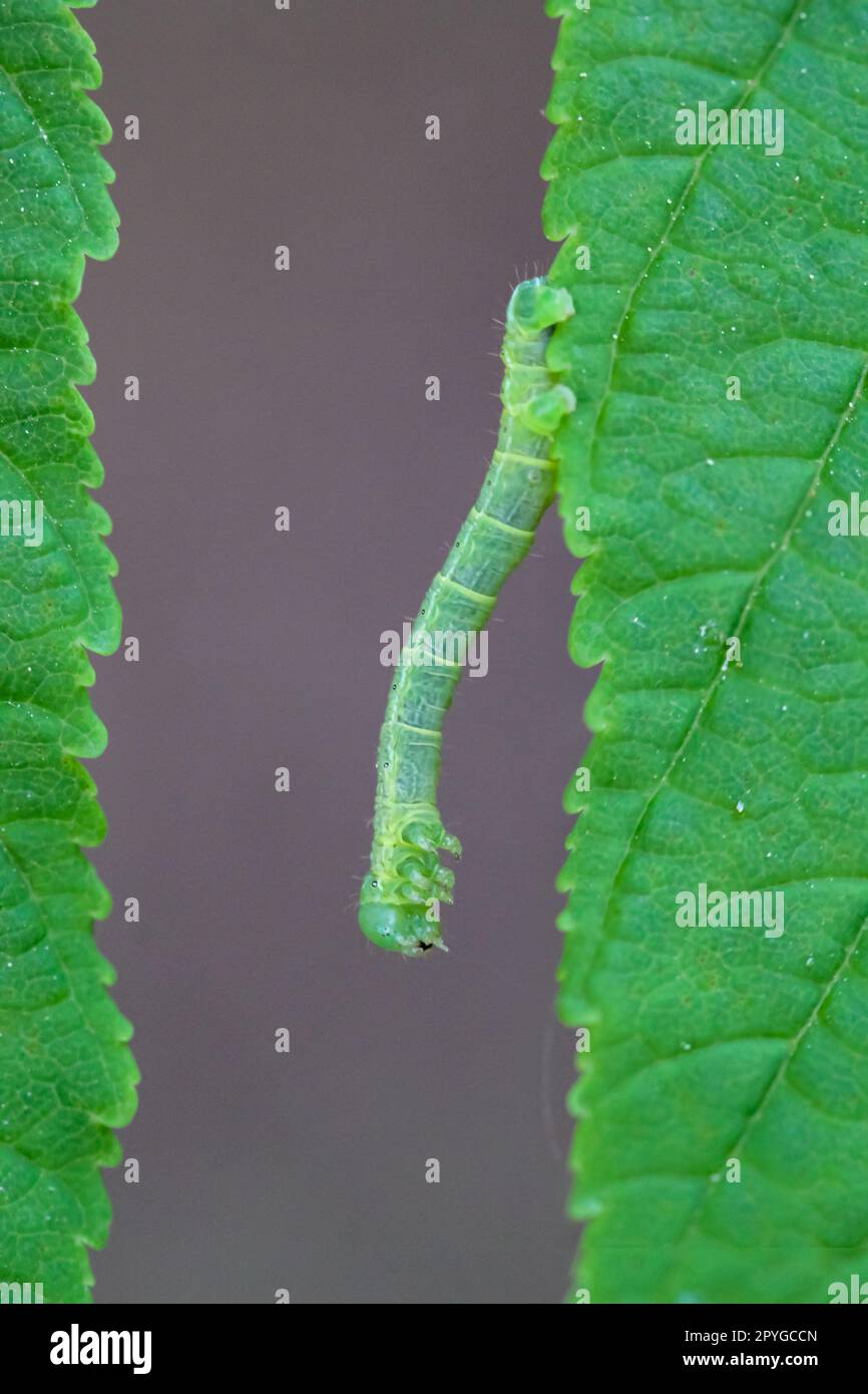 A caterpillar of a moth between two leaves. Stock Photo