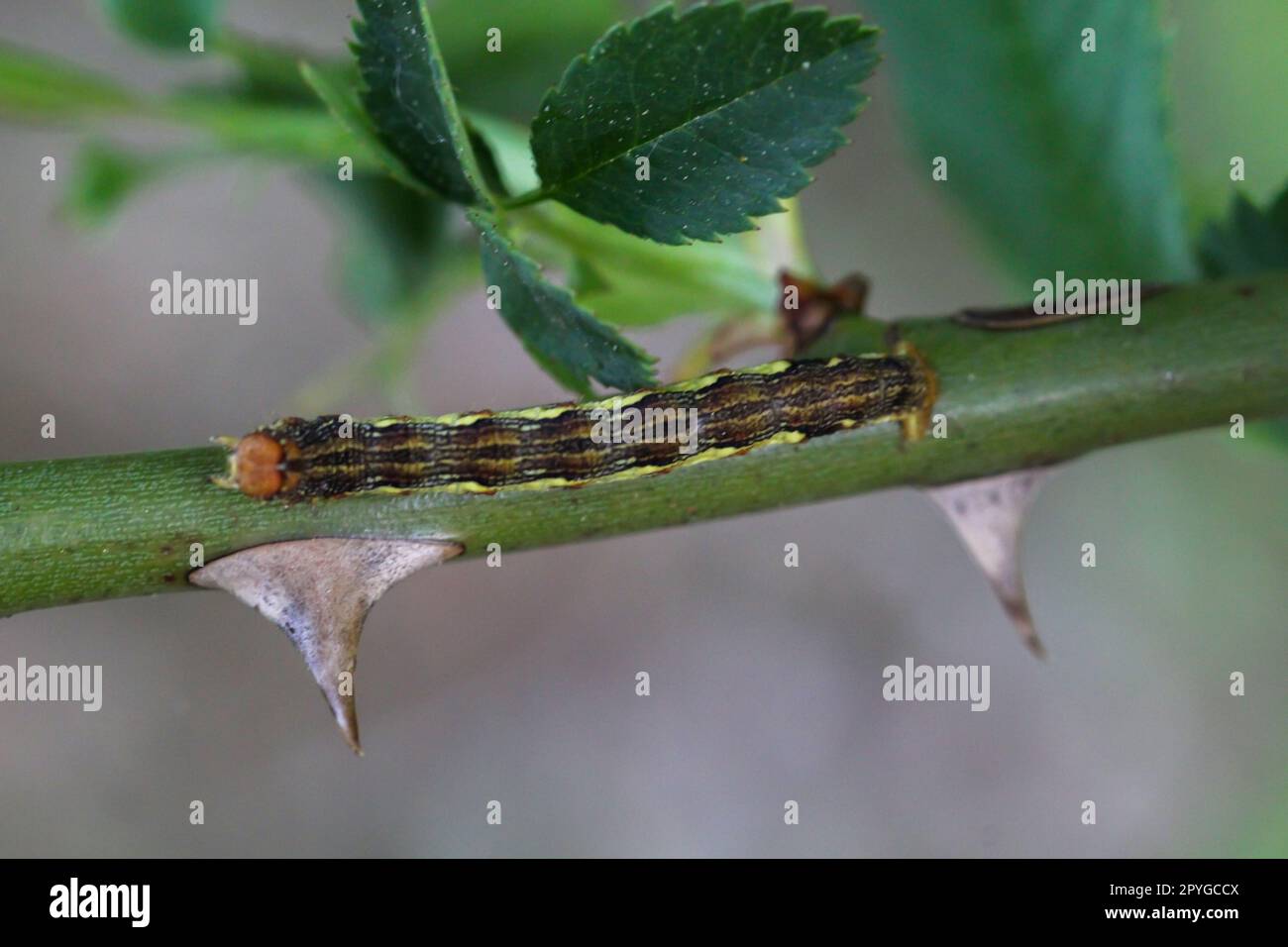 The caterpillar of a large frost moth, Erannis defoliaria on a plant. Stock Photo