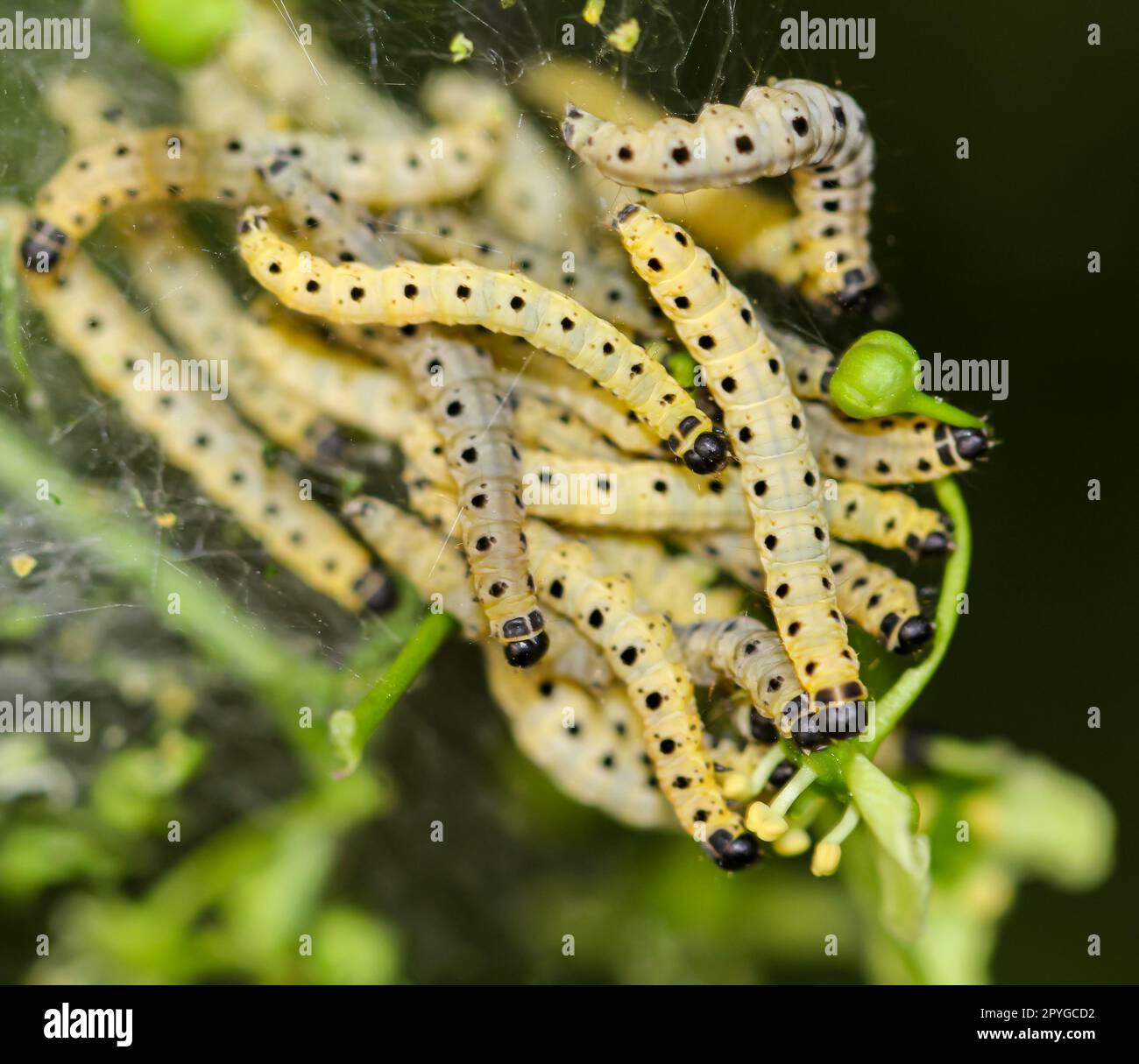 Many peony moths in a web on a shrub. Stock Photo