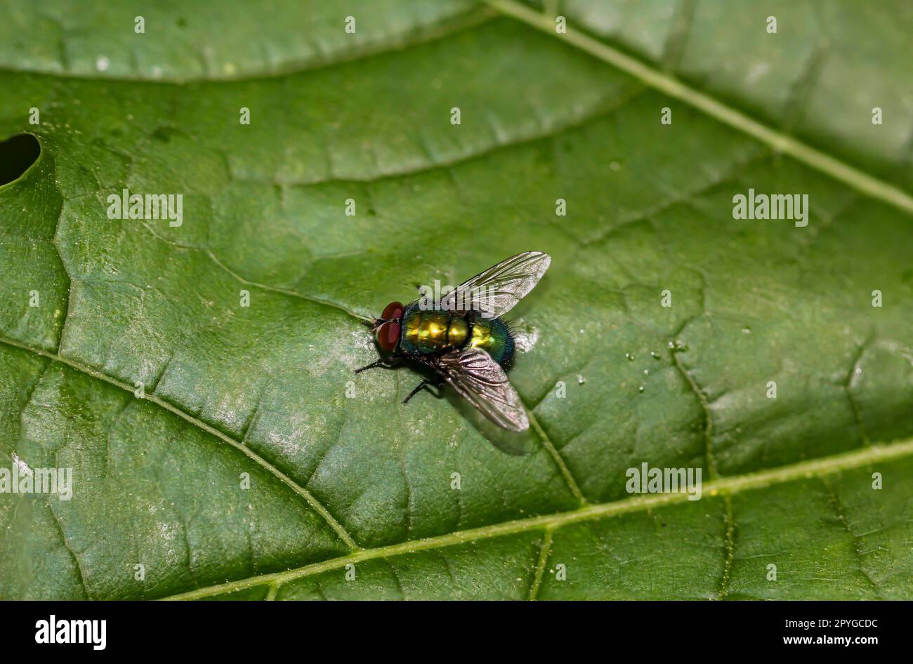 Gold fly unbest lucila spec hi-res stock photography and images - Alamy