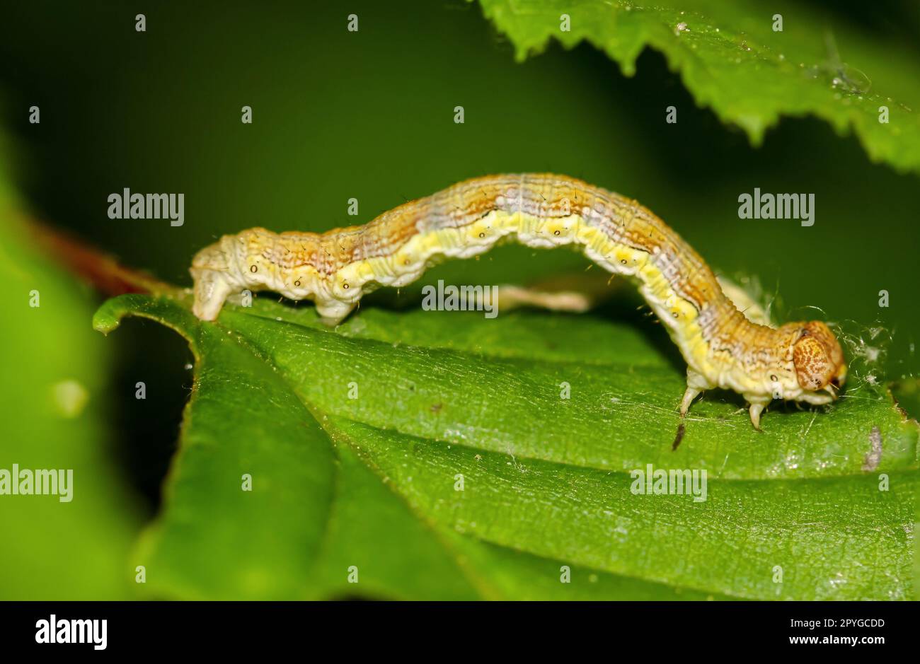 The caterpillar of a large frost moth, Erannis defoliaria on a plant. Stock Photo