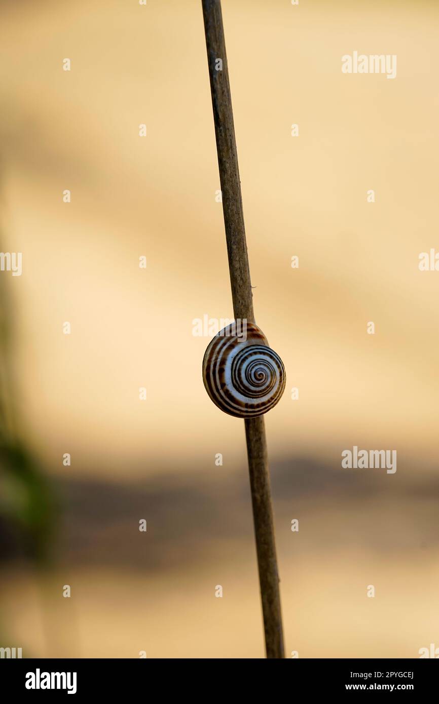 A banded snail on a dry stalk of a plant. Stock Photo