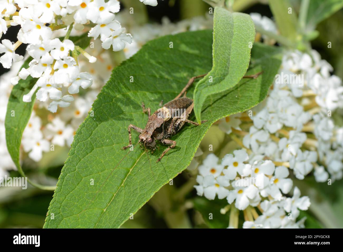 Brown grasshopper on leaf Stock Photo