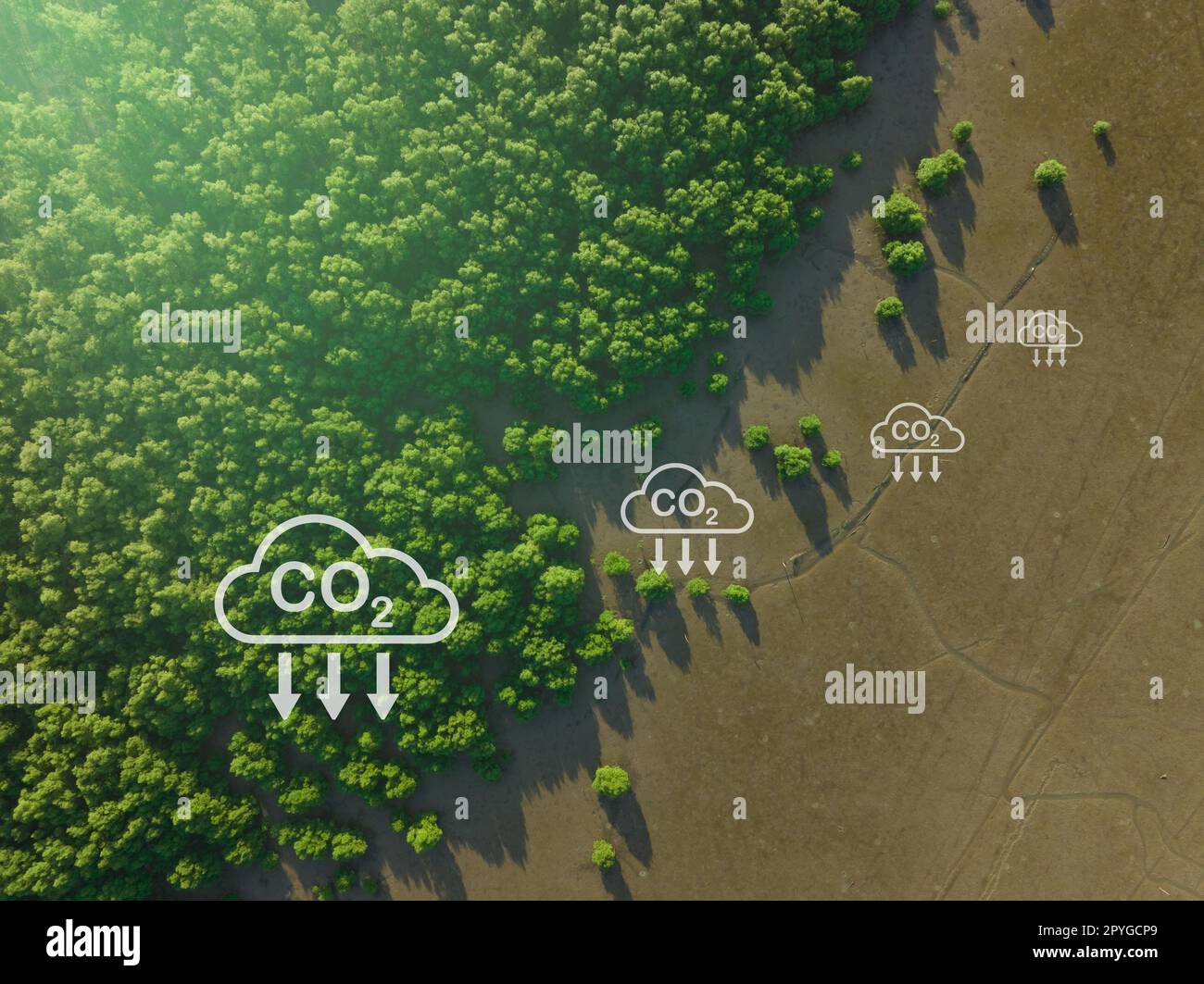 Carbon capture concept. Natural carbon sinks. Mangrove trees capture CO2 from the atmosphere. Aerial view of green mangrove forest. Blue carbon ecosystems. Mangroves absorb carbon dioxide emissions. Stock Photo