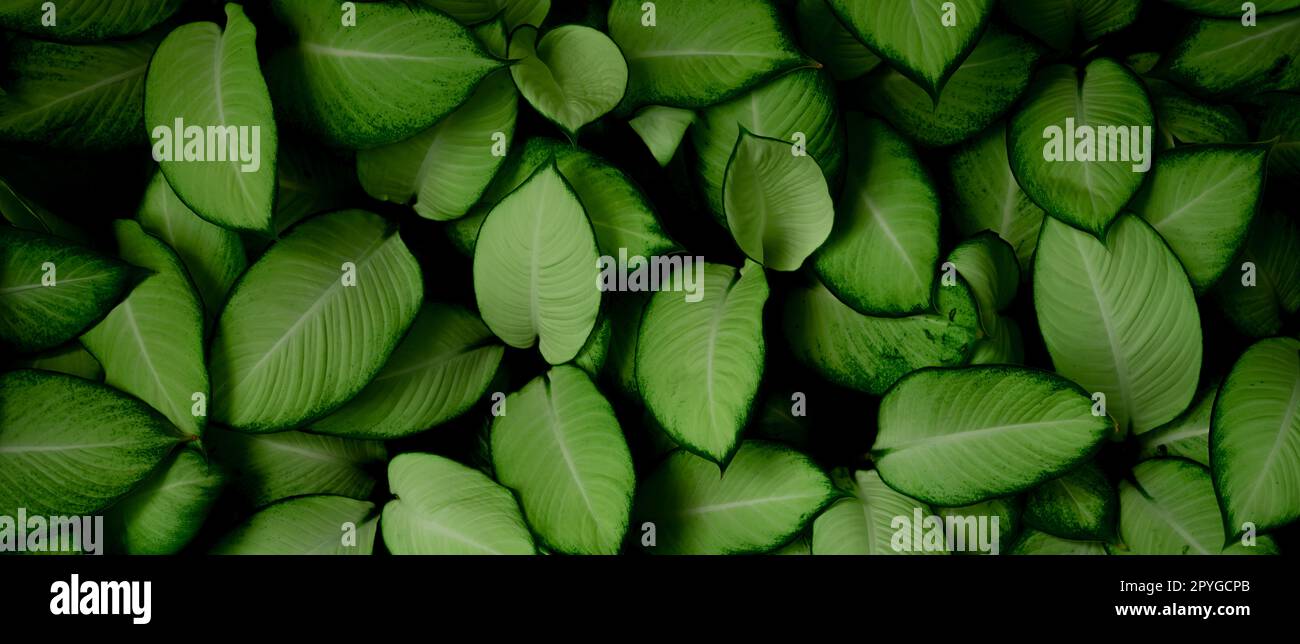 Closeup green leaves of tropical plant in garden. Dense green leaf with beauty pattern texture background. Green leaves for spa banner background. Green wallpaper. Top view ornamental plant in garden. Stock Photo