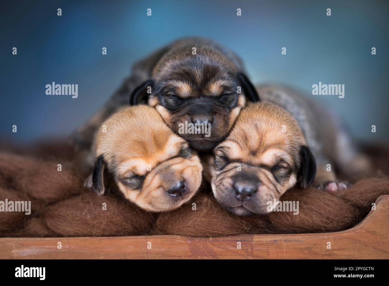 Little puppies sleeping in bed Stock Photo - Alamy
