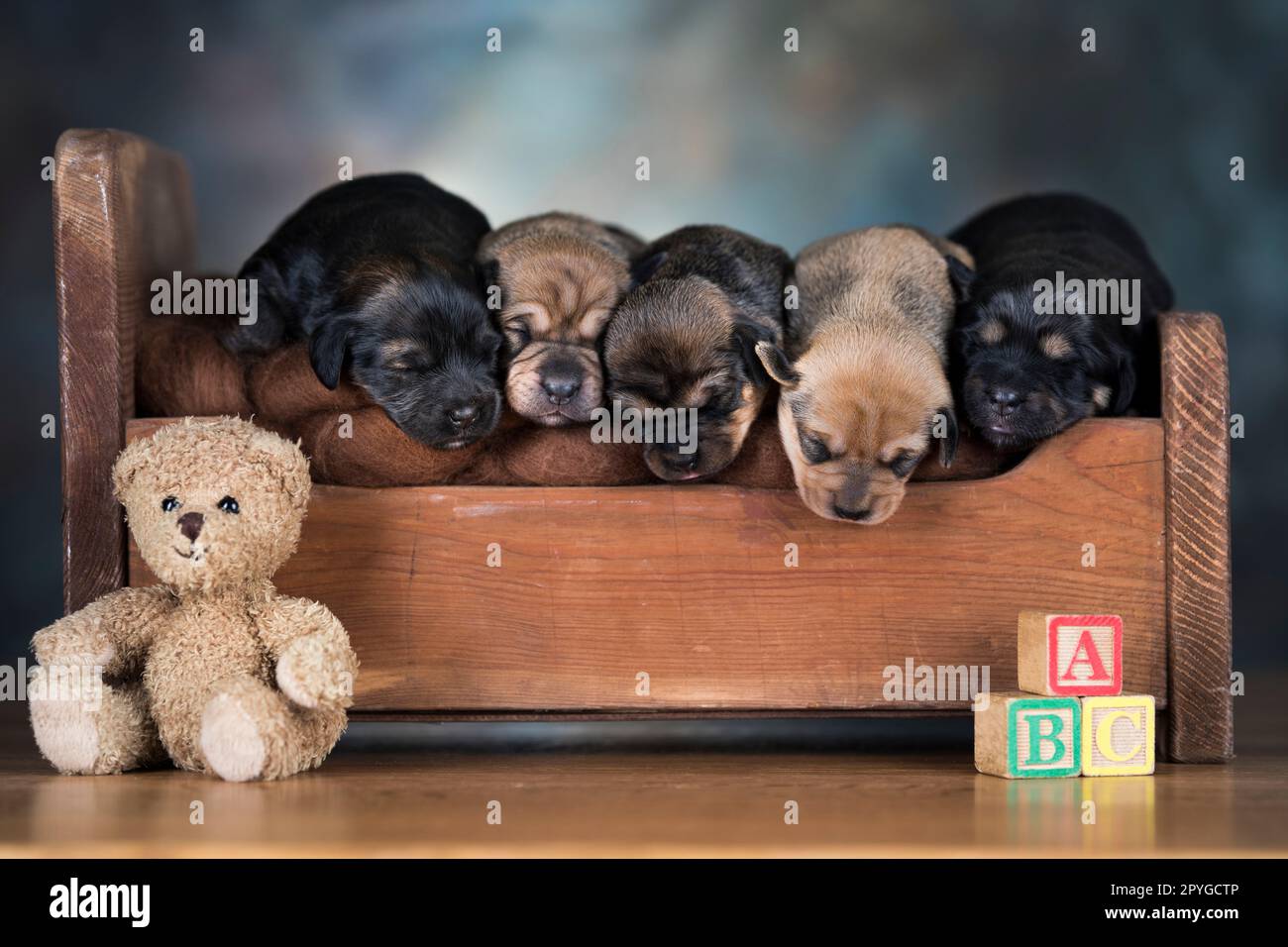 Little puppies sleeping in bed Stock Photo - Alamy