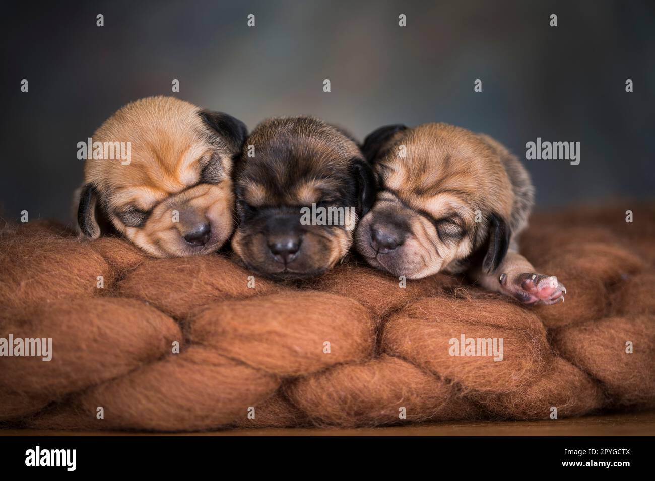 Little cute puppies are sleeping on a blanket Stock Photo - Alamy