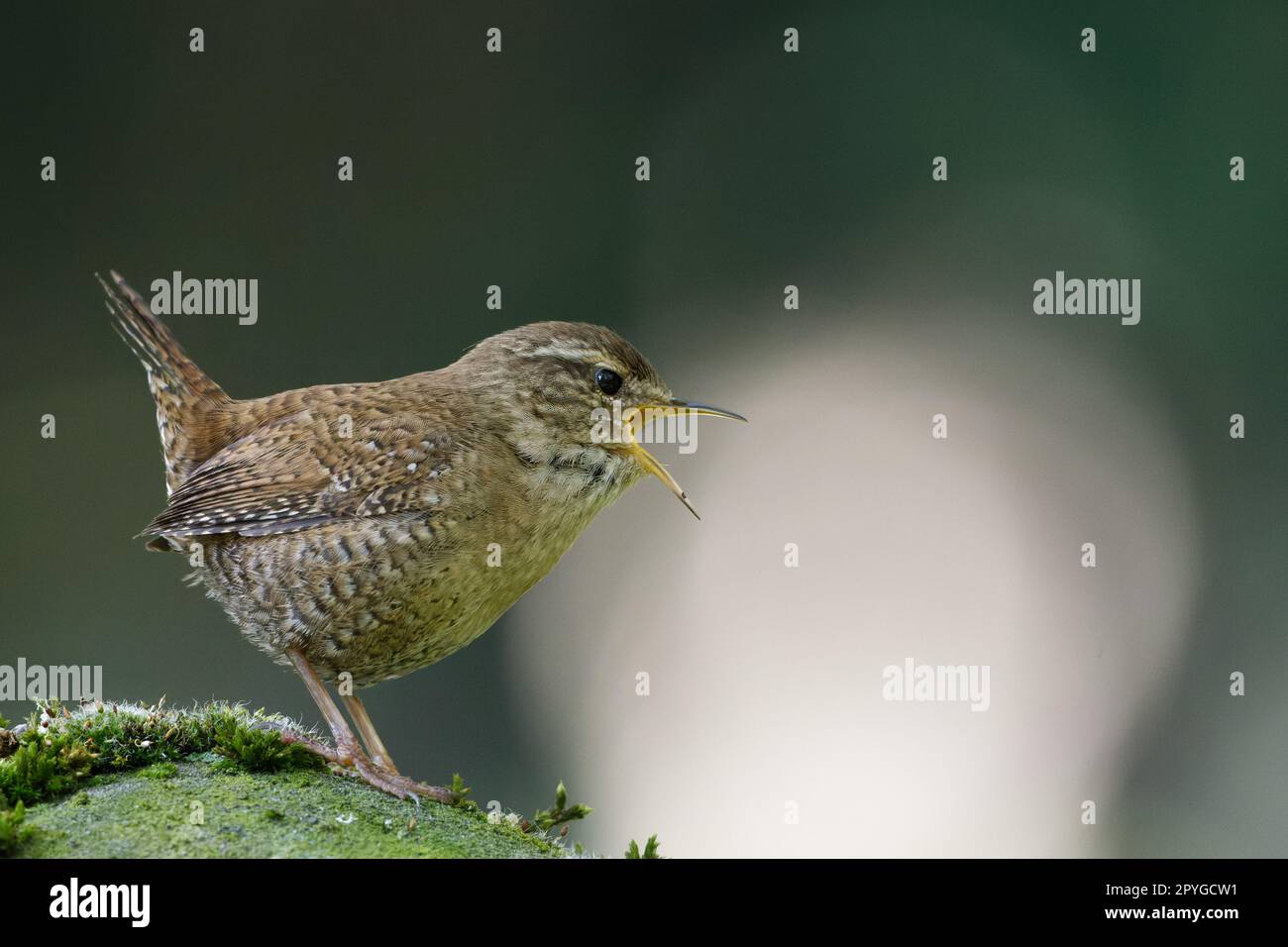 wren on a mossy stone singing with wide open beak Stock Photo